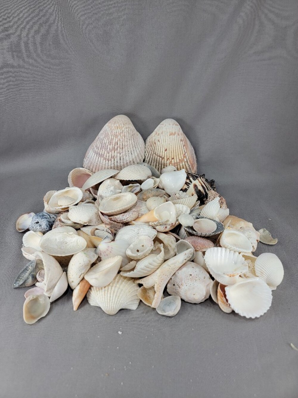 Mixed Lot Broken Sun Bleached Shell Seashell Nautical Beach Ocean Decor Crafts